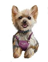 a sweet yorkie doggy